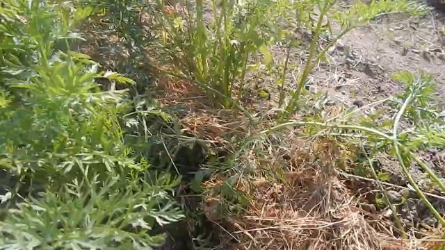 Копать ли грядку под морковь смотреть онлайн