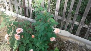 Роза ПОЛЬ БОКЮЗ. Massad. Июль 2022 год.