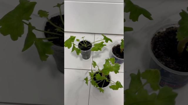 Пеларгония 1