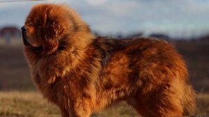 ТИБЕТСКИЙ МАСТИФ ИНТЕРЕСНЫЕ ФАКТЫ