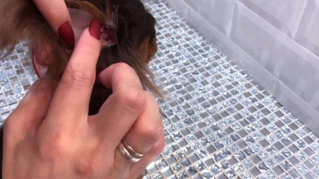 Уши не стоят! Как подклеить Уши собаке? смотреть онлайн