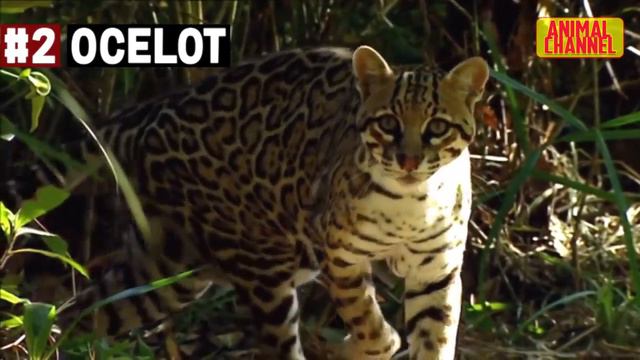 Wild Nature - Top 5 Most Deadly Small Cats, Serval, Bobcat and other Wild Cats смотреть онлайн