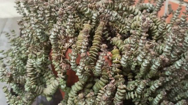 "Мексиканский садик" смотреть онлайн