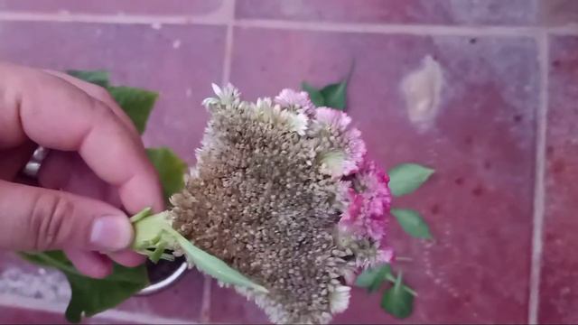 الإكثار من نبتة عرف الديك Celosia смотреть онлайн