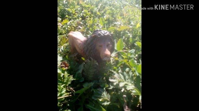 Красивые фото зверей????? смотреть онлайн
