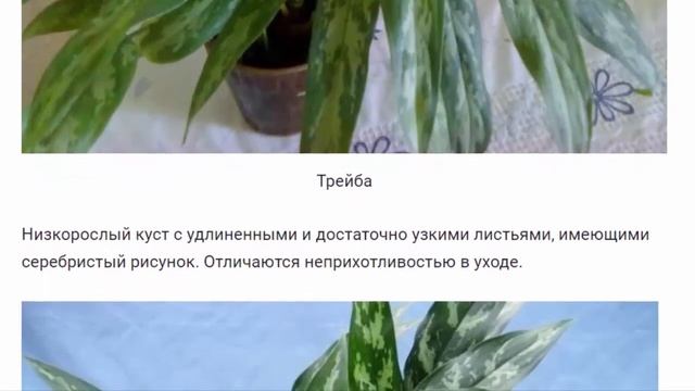 Аглаонема обзор видов и особенности выращивания смотреть онлайн
