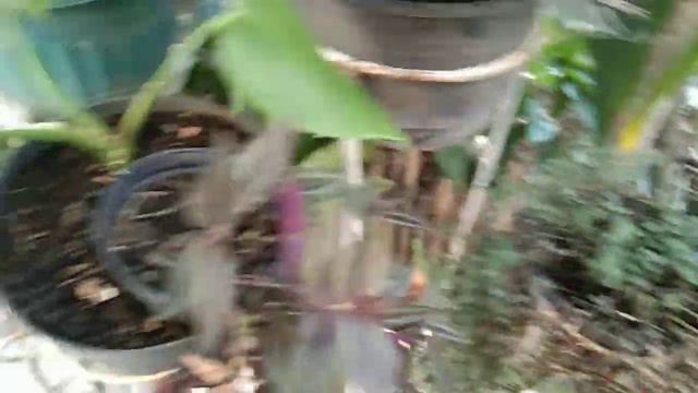 Tanaman janbol monstera aglonema varigata viral tour смотреть онлайн