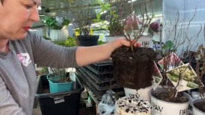 Не просыпаются почки на импортных кустах гортензии. Показываю старый способ. 27.03