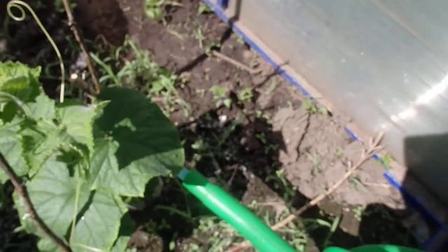 ЗАВЯЛИ ЛИСТЬЯ НА ОГУРЦАХ? ЭТО КОРНЕВАЯ ГНИЛЬ ! Лечение от корневой гнили на огурцах. смотреть онлайн