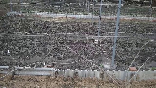 Почему не нужно спешить с подвязкой винограда смотреть онлайн