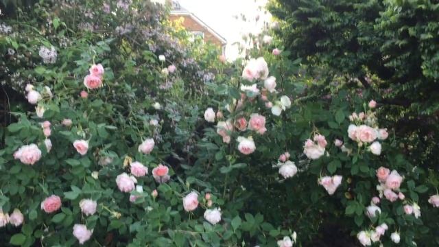 РОЗА-ОЧАРОВАНИЕ . Лучшая английская роза в моем саду. Rosa William Morris смотреть онлайн