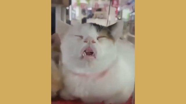 Joke Humor #6/ Cмотреть приколы. Видео про приколы. Приколы с пьяными девушками