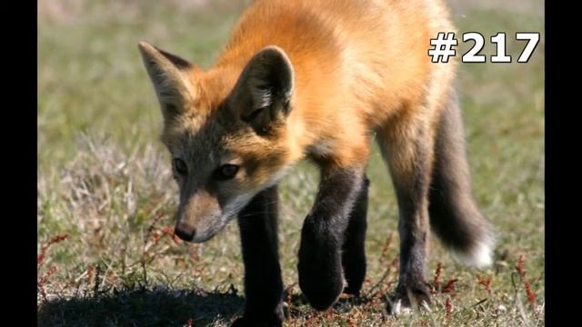 #217. Лисицы (В мире животных) смотреть онлайн