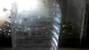 Как избавить анубиас от водорослевых обрастаний