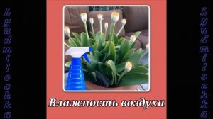 Гемантус. Уход в домашних условиях