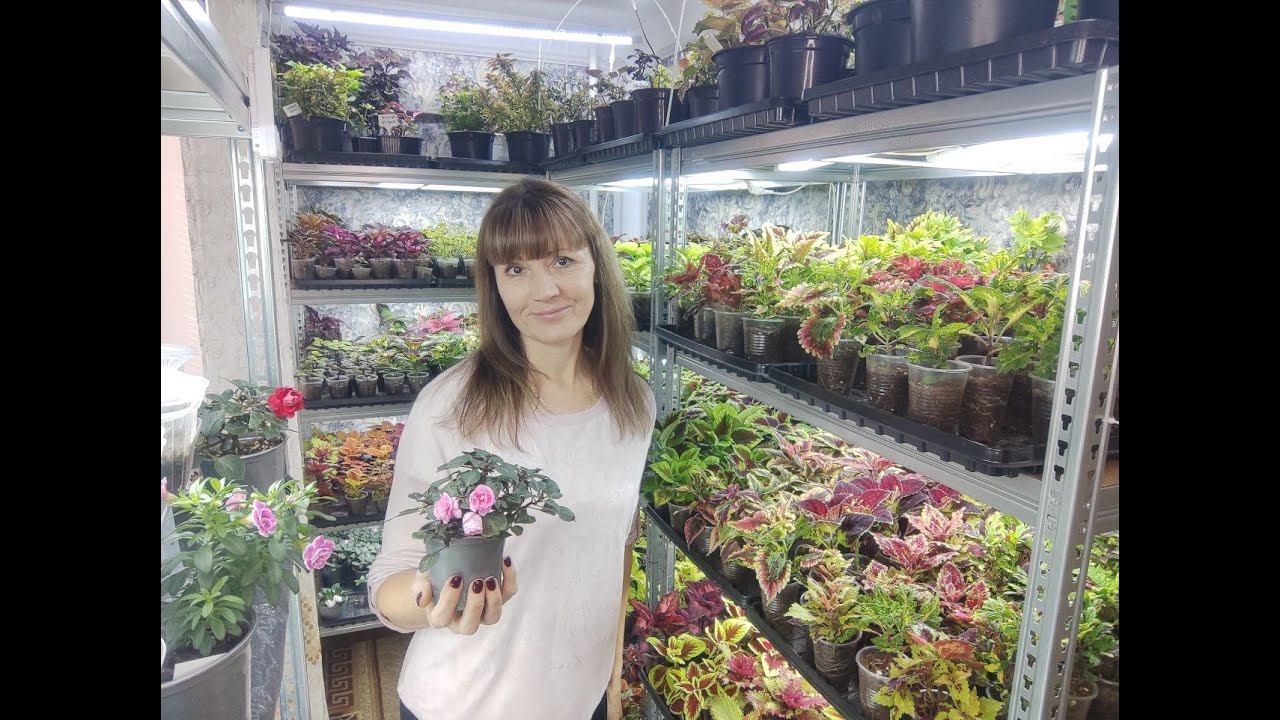 Как вырастить к весне отличную рассаду цветов и овощей. Обзор рассады в конце февраля. смотреть онлайн