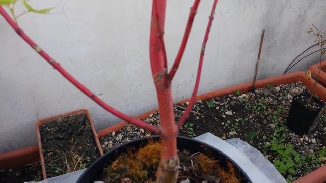 Sango Kaku Maple Bonsai Tree смотреть онлайн