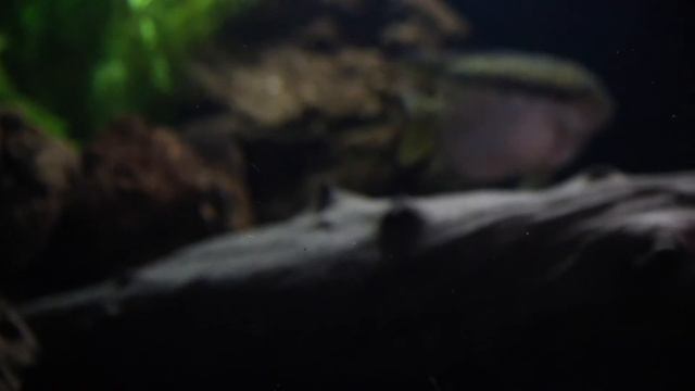 Mesonauta Festivus Breeding Behavior! смотреть онлайн