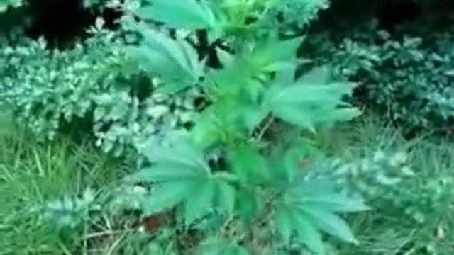 Outdoor Grow 2012 Part 1 Northern Lights & Royal Purple Kush