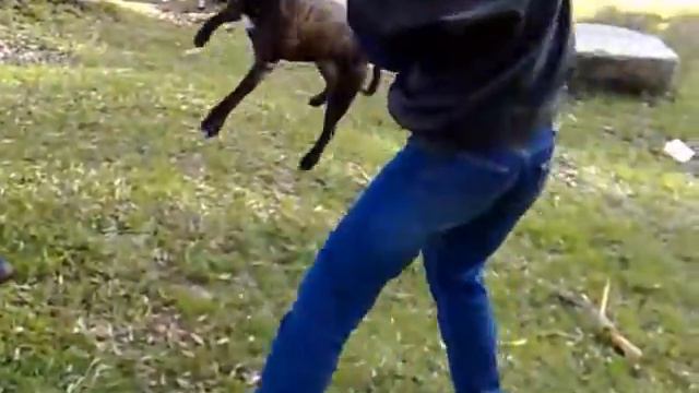 American Pitbull Terrier ROKKI смотреть онлайн