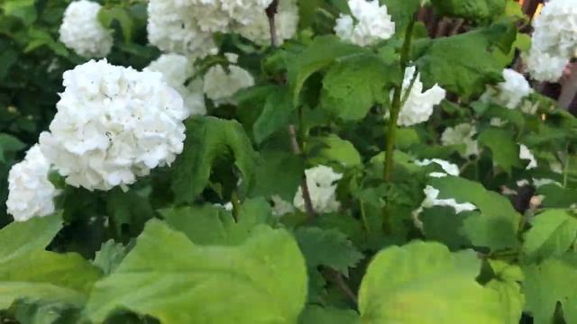 Ковёр из цветов! Сад в мае! Водопад из спиреи. Зацветают розы. смотреть онлайн