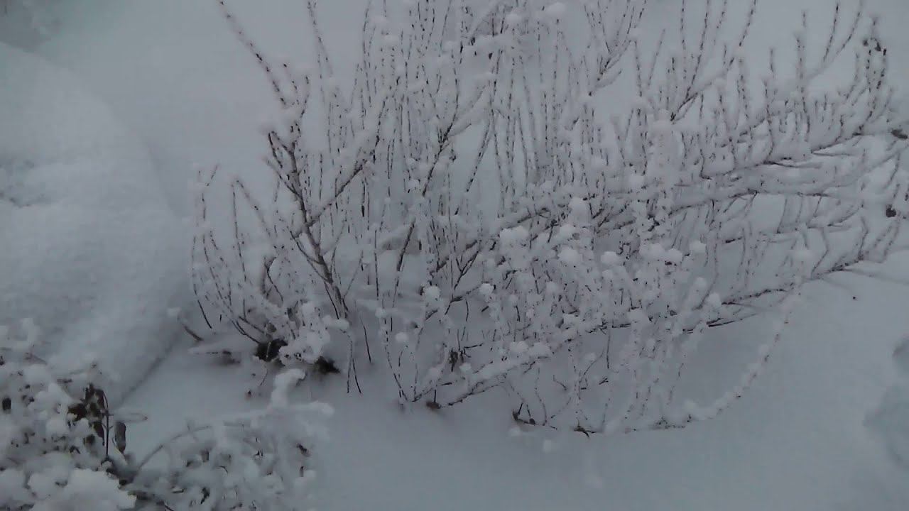 В СИБИРИ МОРОЗЫ И СОВСЕМ МАЛО СНЕГА 5 ДЕКАБРЯ 2020 смотреть онлайн