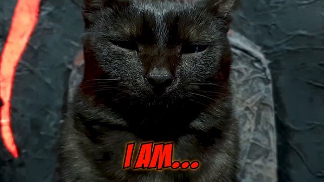 Epic HAMSTER vs EVIL CAT MOVIE with real life ANIMAL ACTORS ?? смотреть онлайн