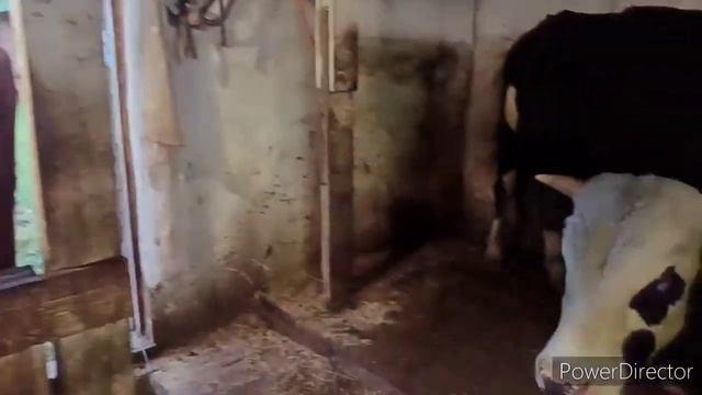 Живём в деревне с хозяйством/РАЗОБРАЛИ СТОЙЛО, ЧТОБЫ ОСВОБОДИТЬ ТЁЛКУ. смотреть онлайн