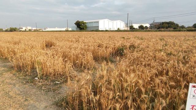 【台南學甲蜀葵花】2020||蜀葵花、紅藜麥田、小麥田、鼠尾草||不可錯過的網美拍照景點!Hollyhock Flower Field In Taiwan