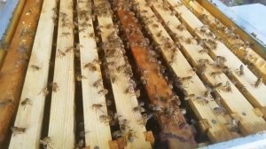 Потенциал пчелы бакфаст, развитие с одной рамки расплода.