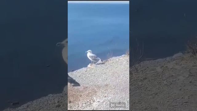 Евгений Мартынов - Чайки над водой смотреть онлайн