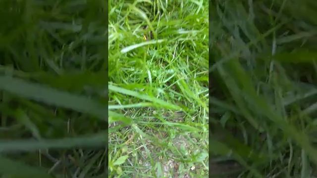 Шершни. Спаривание. смотреть онлайн