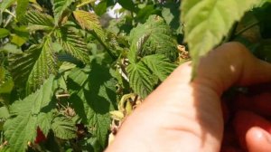 Обзор сорт малины Краса России/урожайный крупноплодный сорт малины