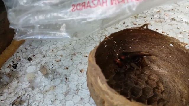 Шершни гнездо смотреть онлайн