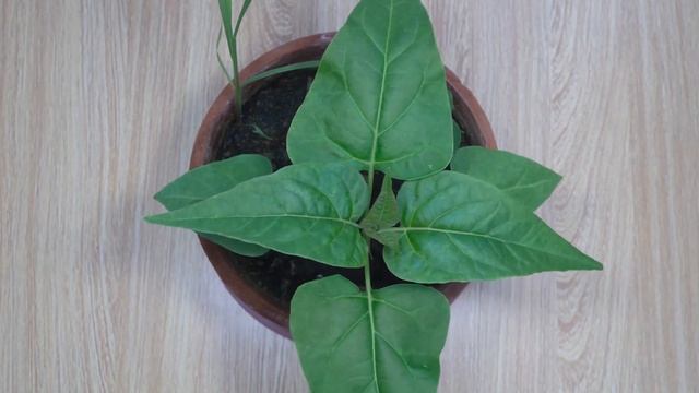 Mirabilis jalapa (Marvel of Peru) Time-Lapse 45 days | 紫茉莉 紫薇 45天延時攝影 8K смотреть онлайн