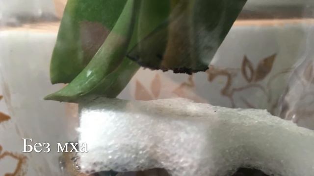 Реанимация при Фузариозе / Полная Версия : Начало , Уход , Динамика , Результаты смотреть онлайн