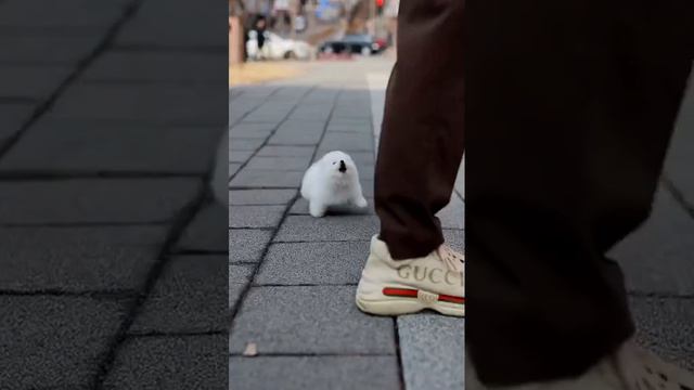 Маленькая белая собачка