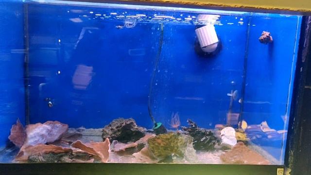 Congressional Aquarium of Rockville Maryland LFS Tour смотреть онлайн