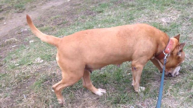 Как какает собака смотреть онлайн