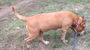 Как какает собака