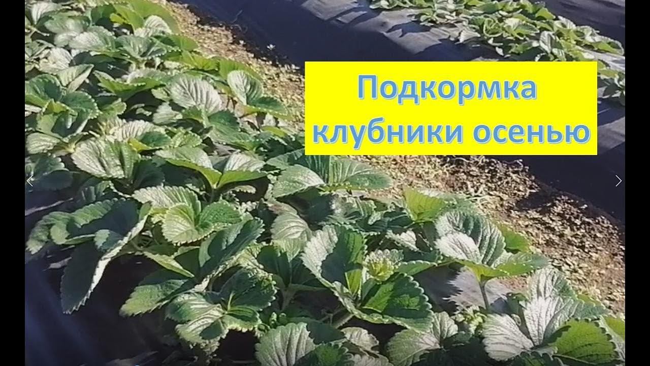 Уход за КЛУБНИКОЙ осенью. Подкормка, обработка против болезней и вредителей смотреть онлайн
