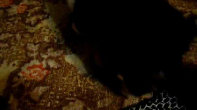 Жизнь собачья 1