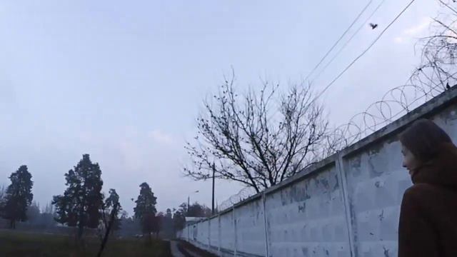 Спаниель Сёма скучает за хозяином смотреть онлайн