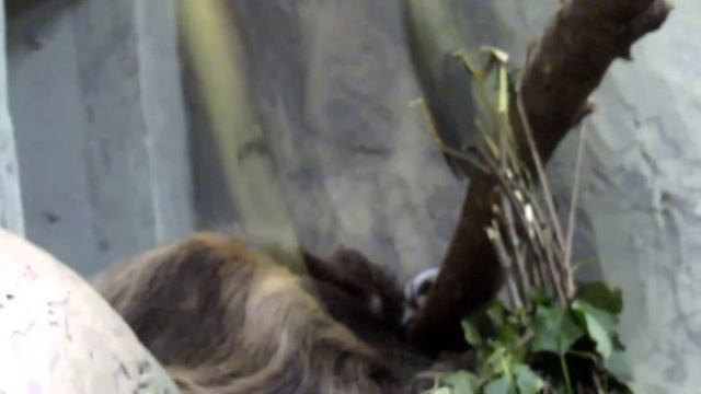 Ленивец 09.09.17г. Новосибирский зоопарк им. Р.А.Шило смотреть онлайн