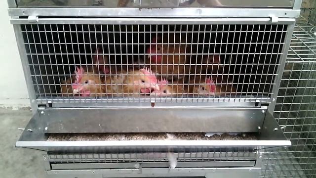 Куры мини мясные палевые В 76/ завтра два месяца (26 апреля 2017 г.) смотреть онлайн