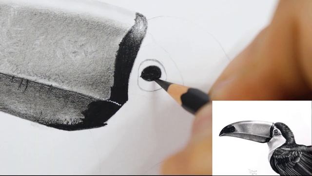 HOW to DRAW a REALISTIC BIRD | BLACK and WHITE STEP by STEP TUTORIAL смотреть онлайн