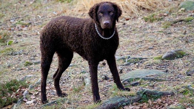 Curly Coated Retriever - TOP 10 Interesting Facts смотреть онлайн