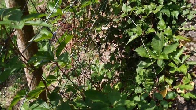 Mespilus germanica - enigmatic ancient Medlar bush in Heidelberg смотреть онлайн