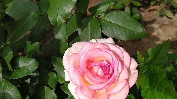 Роза Сувенир де Баден-Баден  (Souvenir de Baden-Baden)