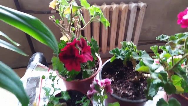 Цветущие комнатные растения.Герани. смотреть онлайн